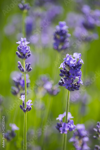 Fototapeta Naklejka Na Ścianę i Meble -  Lavendel und Schmetterling