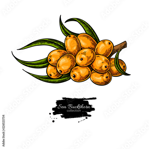 Sea buckthorn vector drawing. Isolated berry branch on white bac
