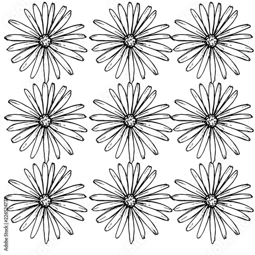 Pattern of daisies manually drawn ink. White and black illustration. Floral surface design.