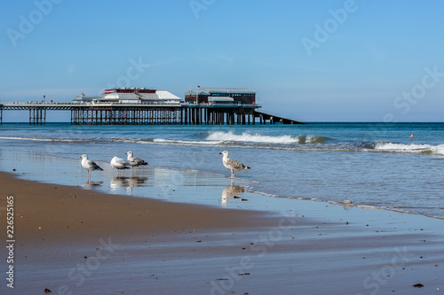 Seagulls on beautiful beach  Cromer Pier UK in the background