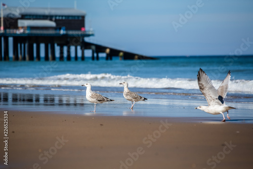 Seagulls on beautiful beach  Cromer Pier UK in the background