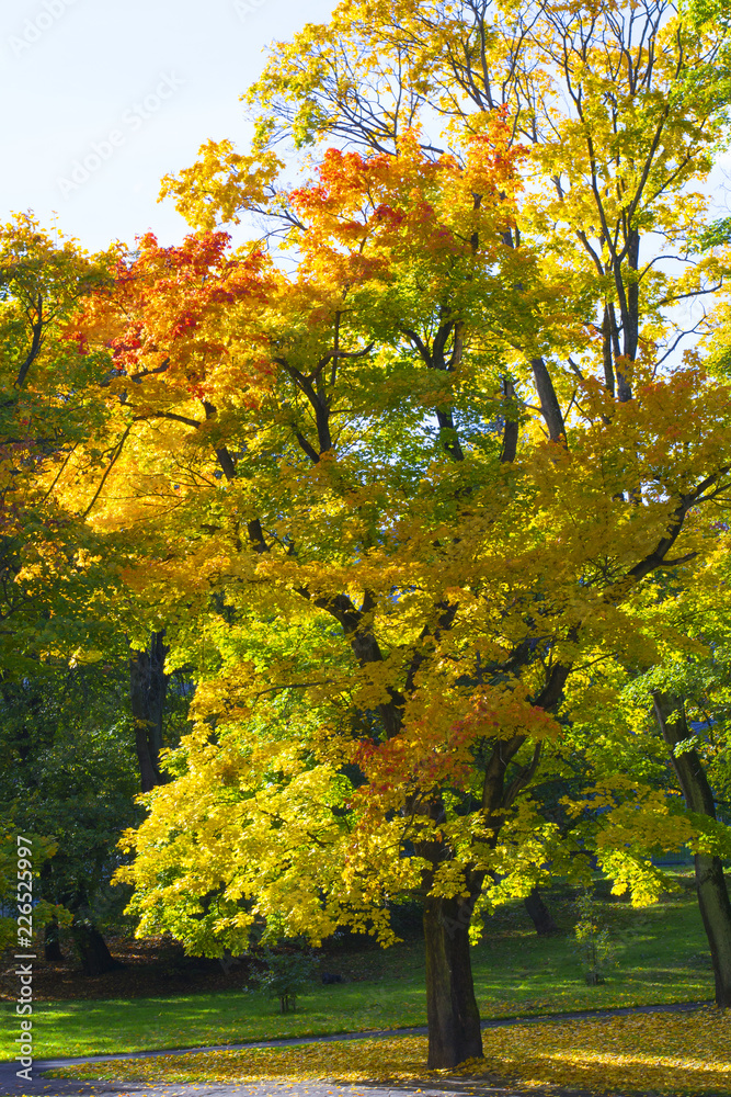 Naklejka premium Autumn tree on the park in Kaliningrad