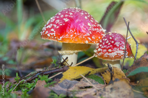 Poisonous red mushrooms