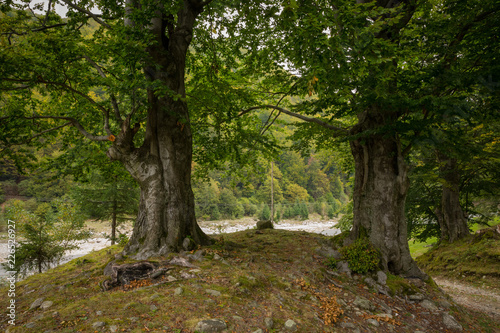 old trees in romania