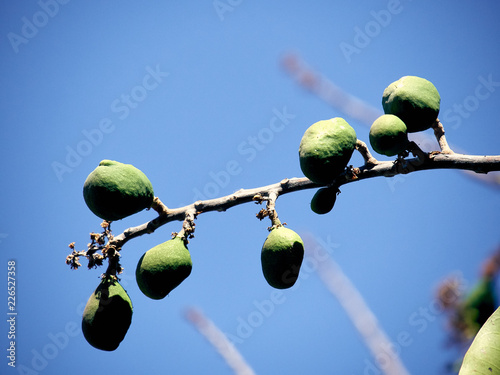 Mangoes