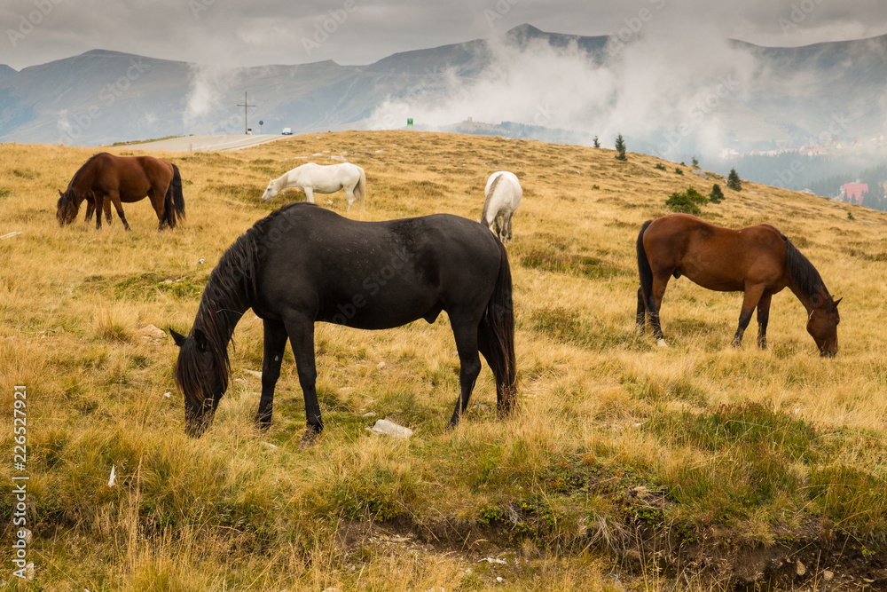 Wild horses in Parang