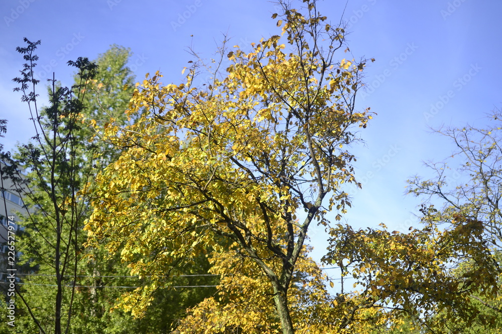 yellow tree in autumn yellow tree in autumn