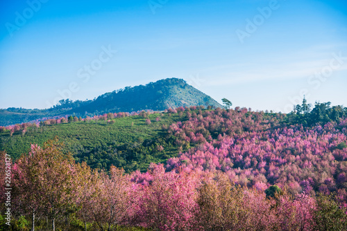 Wild himalayan cherry in sunshine day on top of mountain
