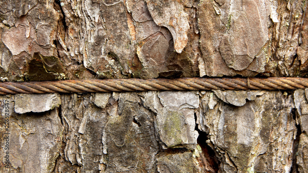 tree trunk in metal barbed wire ecology backgraubd tree trunk in metal barbed wire ecology backgraubd