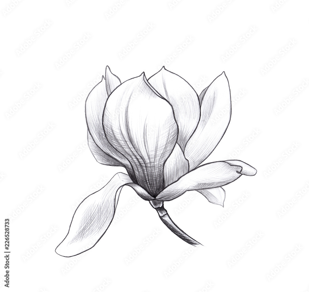 Fototapeta premium flower of magnolia, penci hand art, graphic design element for postcard, polygraphy, wedding invitation
