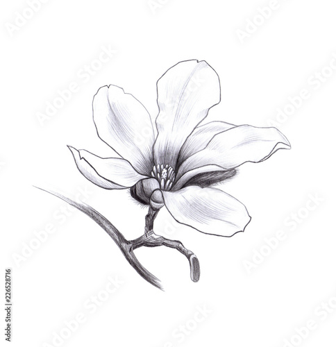 magnolia spring flower, pencil hand drawn graphic design element