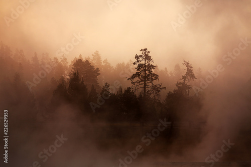 sunrise in fog over geyser field  Yellowstone National Park  WY  USA