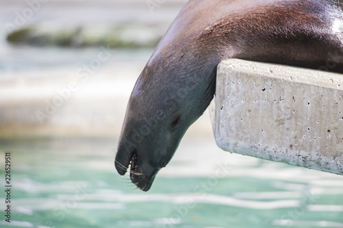 Принти на полотні a seal lies on a stone