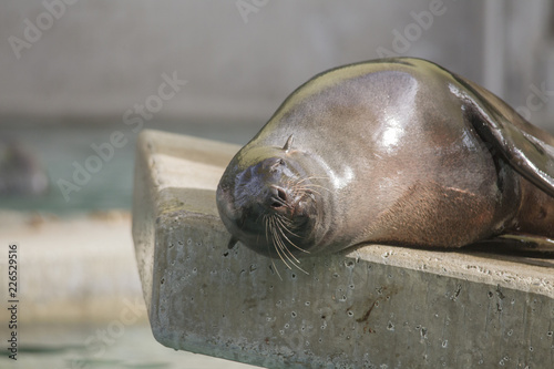 Foto a seal lies on a stone