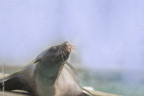 Photos a seal lies on a stone