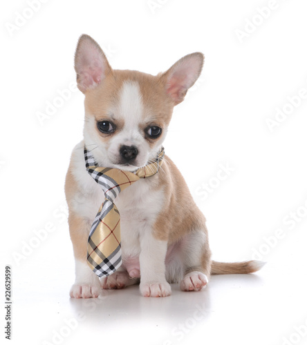 male chihuahua puppy © Willee Cole