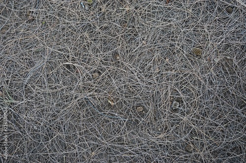 Fotografie Curly pine needles forest duff horizontal background texture