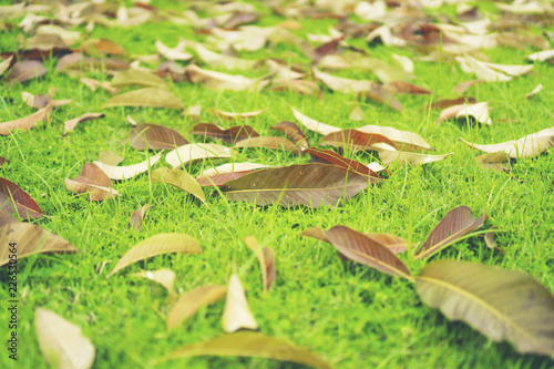 Autumn leaves on the lawn of green grass