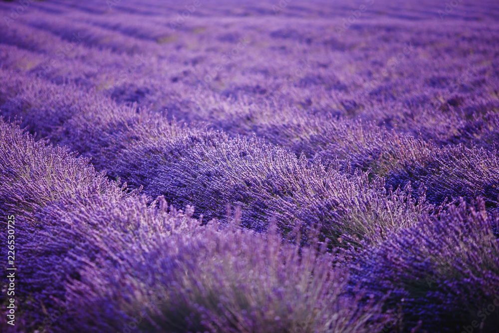 Lavender field flower purple summer sunset landscape. Provence, France