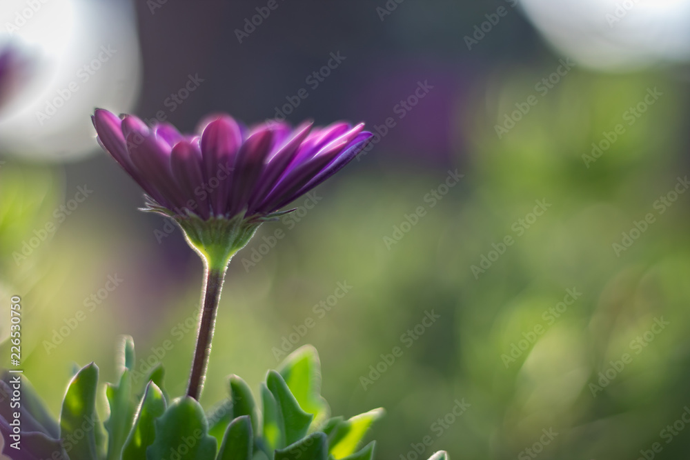 Fototapeta premium Flor