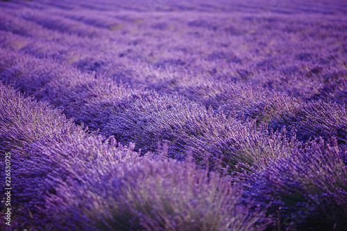 Lavender field flower purple summer sunset landscape. Provence  France