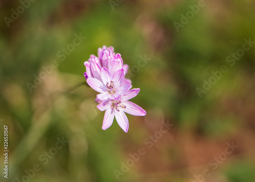Ixia - Corn lily flowers macro of small pink star like flowers.