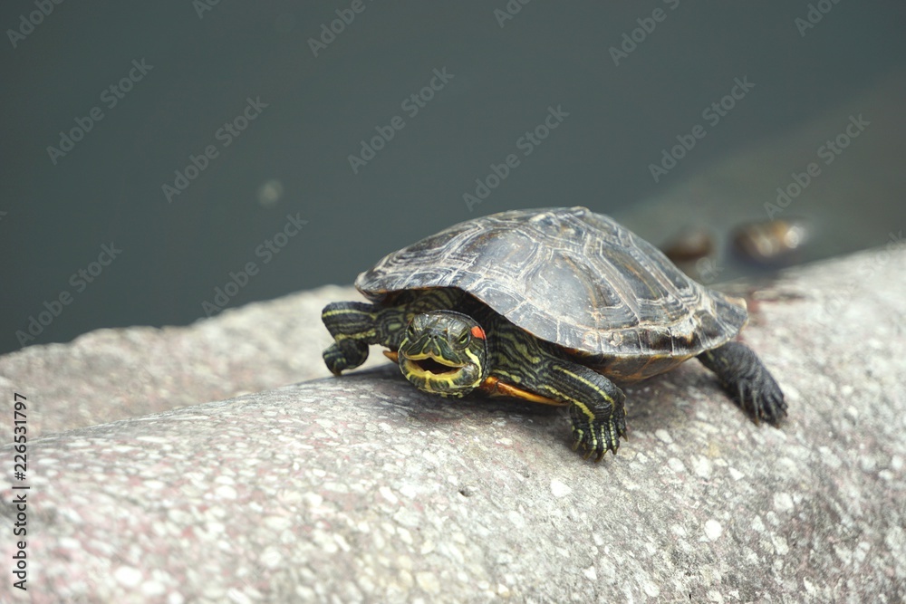 Obraz premium Turtle atop a stone wall facing the camera