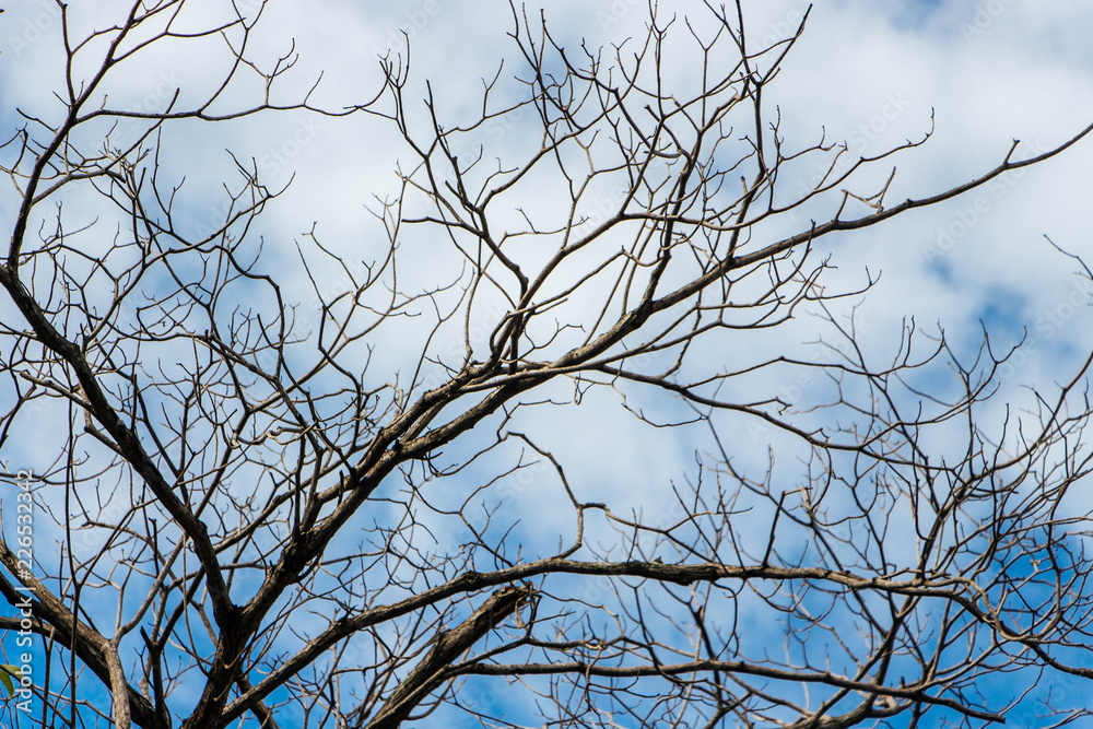 Leafless trees in the dry season with dry air and less rain. Leafless trees in the dry season with dry air and less rain.
