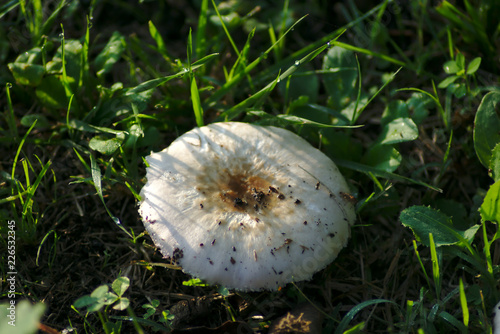 Grande fungo bianco photo