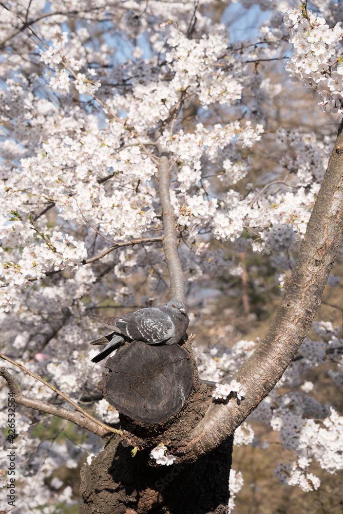 Fototapeta premium 鳩と桜