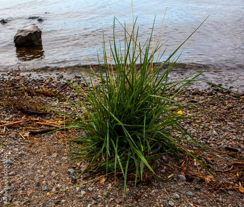 Tussock photo