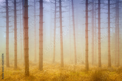 foggy dreamy forest with sunshine at morning in autumn