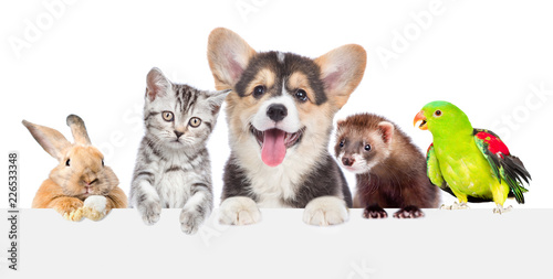 Group of pets together over white banner. isolated on white background photo