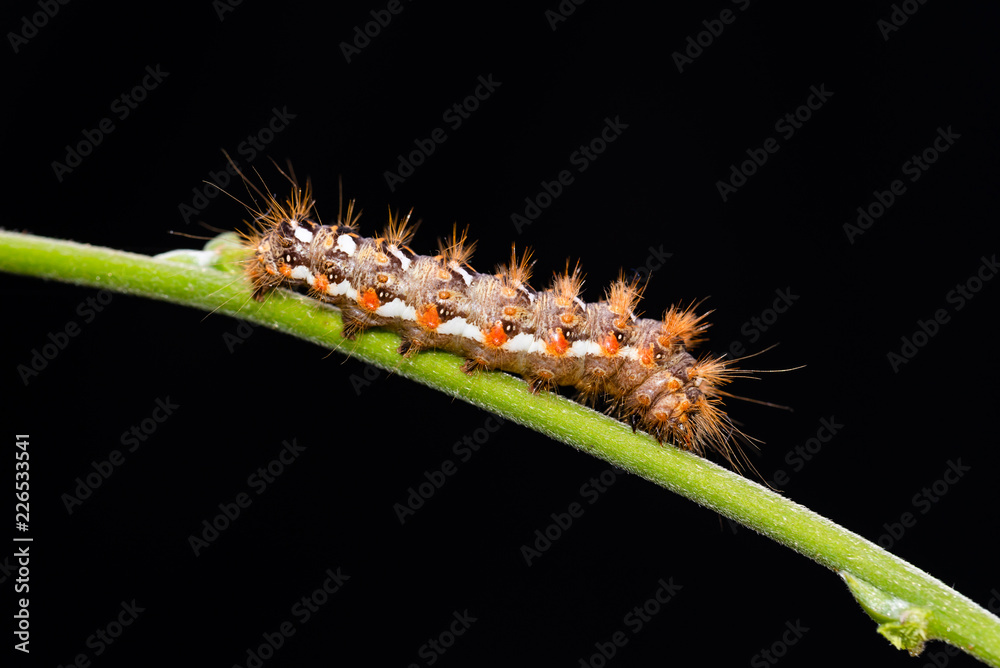 Naklejka premium Nice colorful furry caterpilllar on green stem with black background