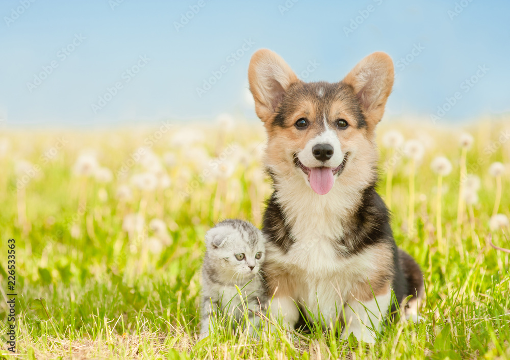 Corgi puppy sitting with tabby kitten on a summer grass. Space for text