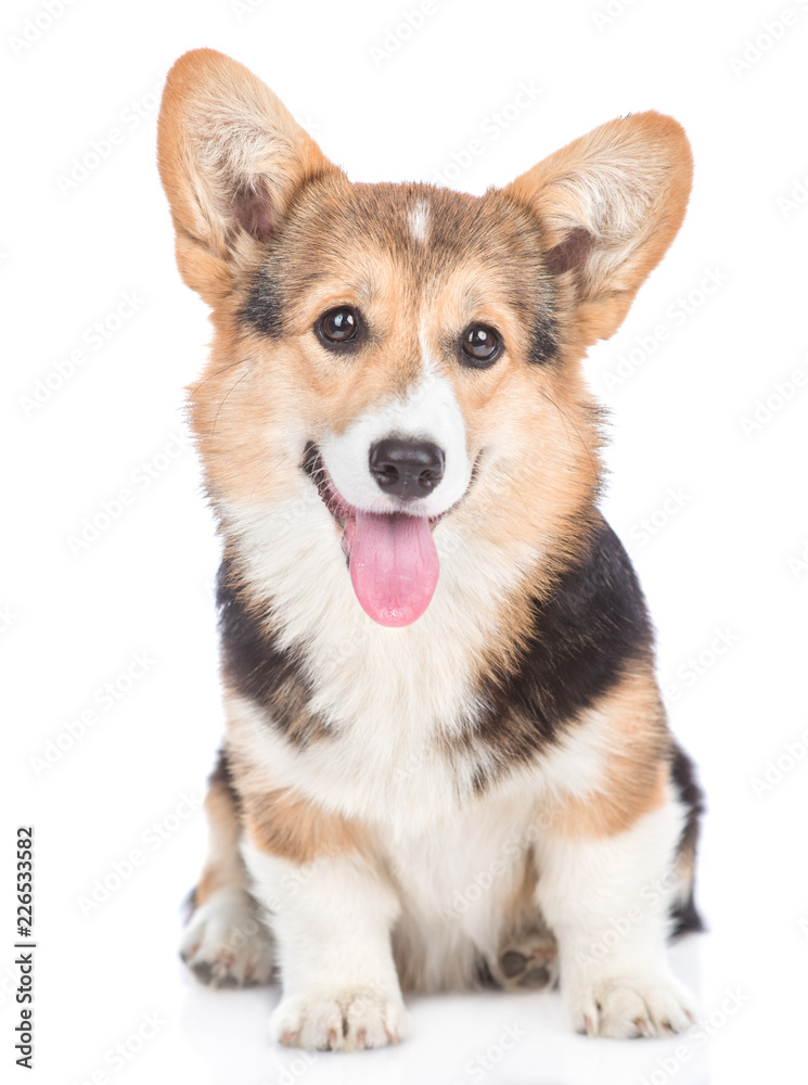 Pembroke Welsh Corgi dog with open mouth looking at camera. isolated on white background