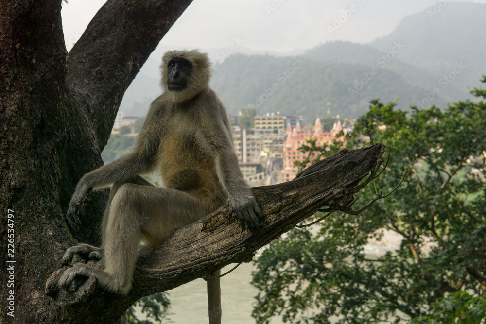 Fototapeta premium Hanuman Langur Affe in einem Baum vor dem Ganges Fluß
