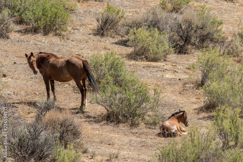 Wild Horse Mare and Foal in Colorado