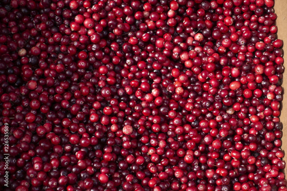 Natural background: berries of a red currant. Natural background: berries of a red currant.