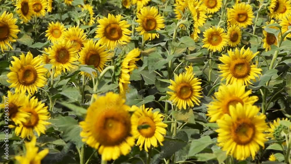 Camera pans out to show an immense sunflower patch Camera pans out to show an immense sunflower patch