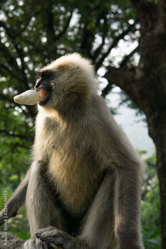 Obraz premium Hanuman Langur Affe stiehlt Eis in Rishikesh, Indien