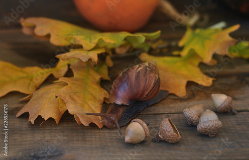 Snail crawling on autumn yellow oak leaves and acorns. Close-up