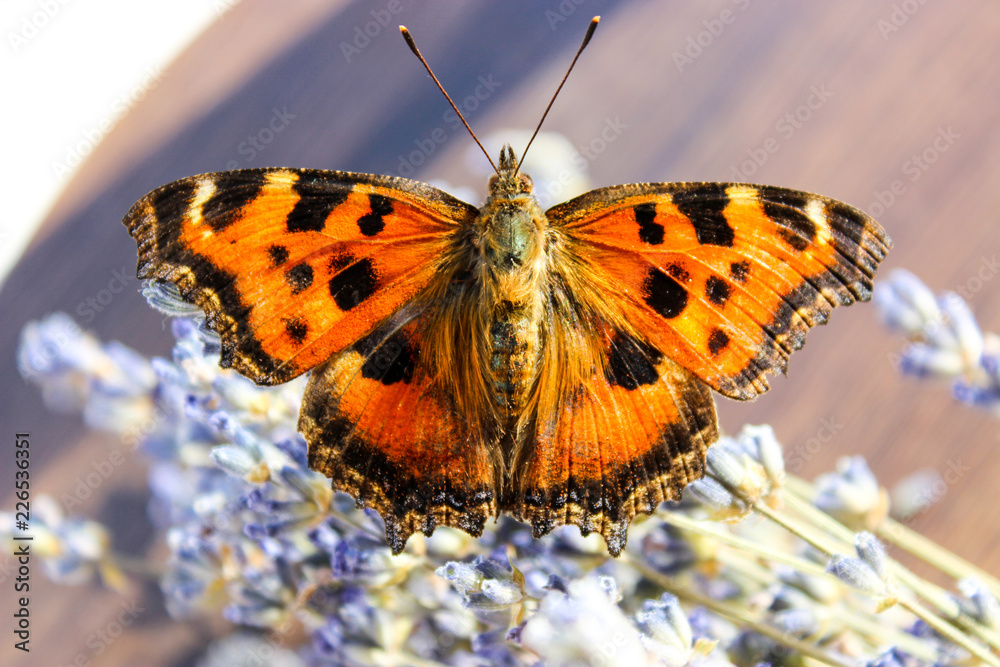 Fototapeta premium insect butterfly hive