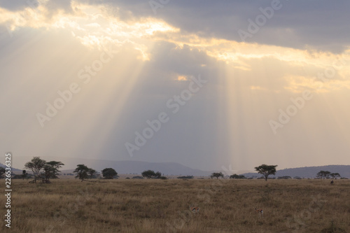 Rays of sunlight shining on the Serengeti savanna