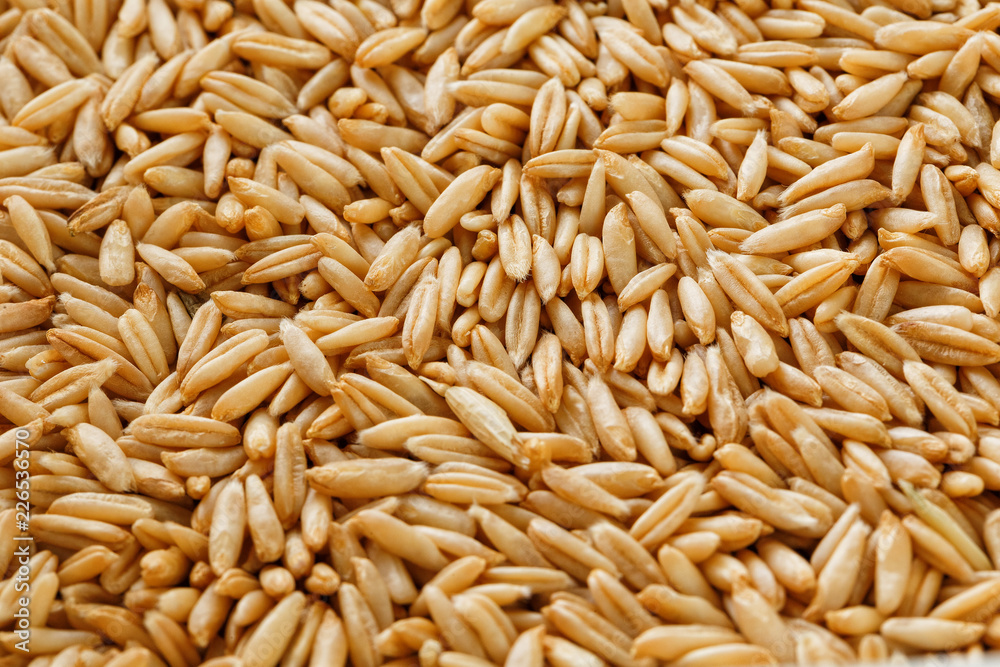 natural oat grains background, close up. Gold grain. natural oat grains background, close up. Gold grain.