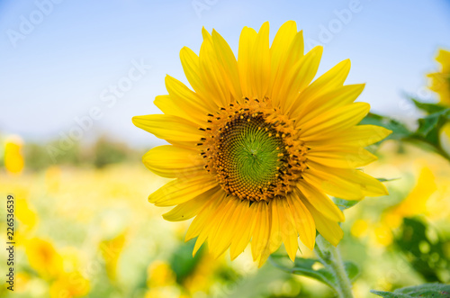 close up of sunflower with sunflowers field background