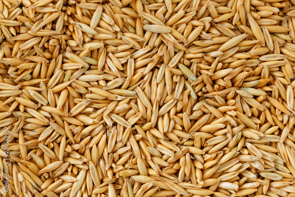 natural oat grains background, close up. Gold grain. natural oat grains background, close up. Gold grain.