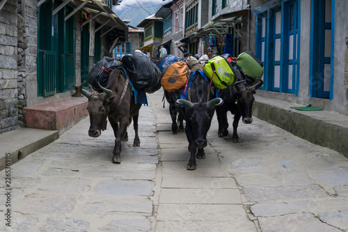 Gepäcktransport mit Yak in Lukla, Nepal photo