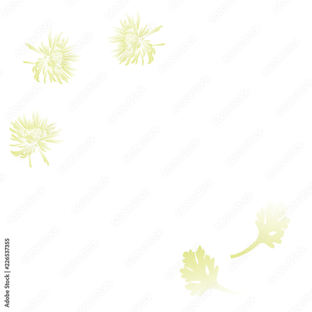 white chrisantem and leaves