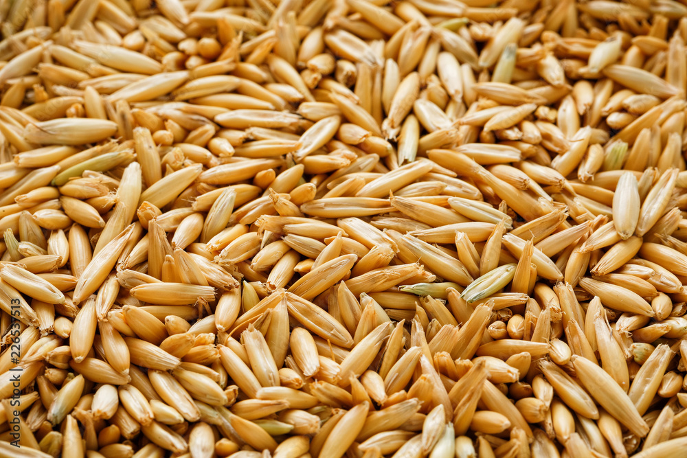 natural oat grains background, close up. Gold grain. natural oat grains background, close up. Gold grain.